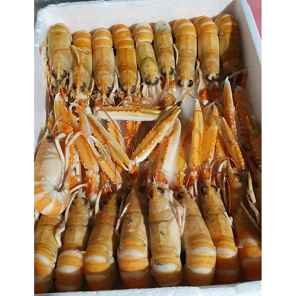 Cigala Nº1 11/15 6x1'5kg