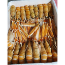 Cigala Nº1 11/15 6x1'5kg