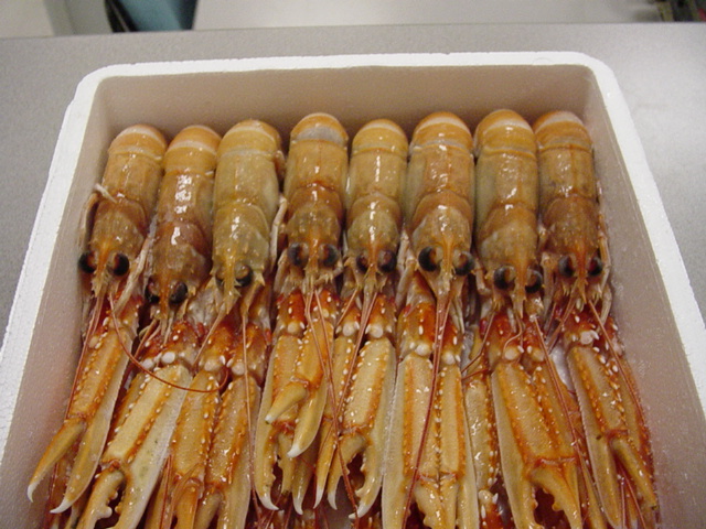 Cigala Nº00 5/7p 6x1'5kg Dinamarca