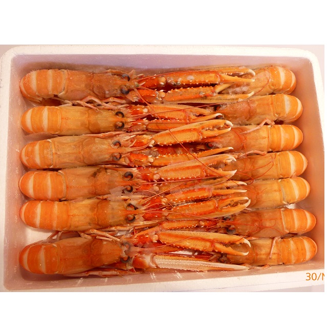 Cigala Nº3 21/25 6x1'5kg