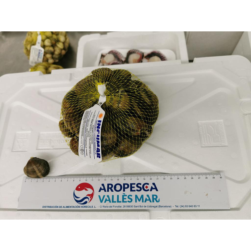 Almeja Cultivo XL 30/40
