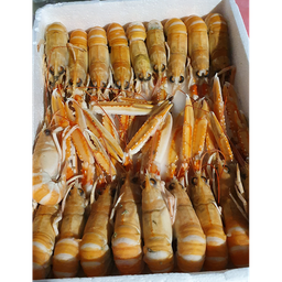 [0702] Cigala Nº1 11/15 6x1'5kg