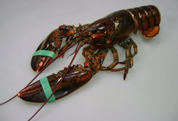 [1486] Bogavante Canada 550/650 Congelado C/6kg