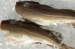 [717X] Bacalao 2/4 Skrey