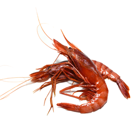 [0971] Gamba Alistado Cola M ±1kg